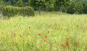 Trail Walking Saint-Hubert - Awenne - Photo 8
