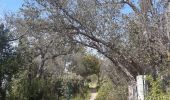 Tour Wandern Céret - Céret pont du Diable . Saint Feriol (boucle sens aiguilles de la montre) - Photo 14