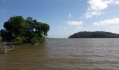 Excursión Senderismo La Trinité -  Galion mangrose en boucle  - Photo 4