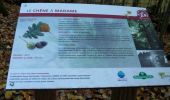 Trail Walking Orival - 20221117-Les Essarts  - Photo 12