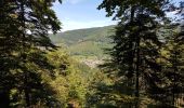 Tour Wandern Wildersbach - Wildersbach - col de la Perheux - cascade de la Serva - Champ du Feu - Photo 8