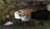 Tocht Stappen Echternach - mullerthal rando E1 . echternach . berdorf . echtrnach . via gorge du loup - Photo 11