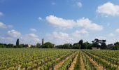 Trail Walking Bayon-sur-Gironde - Bayon ses vignes et la Gironde  - Photo 2