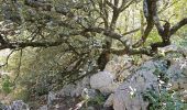 Tour Wandern Signes - Signes - L'éléphant de pierre - Photo 13