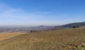 Trail Horseback riding Gresswiller - 2019-02-17 Balade Picnic Dinsheim - Photo 3