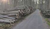 Percorso Marcia Watermael-Boitsfort - Watermaal-Bosvoorde - promenade matinale a boisfort - Photo 1