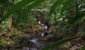 Tour Wandern Sainte-Rose - Cascade Naca - Photo 11