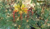 Trail Walking Unknown - Amorgos - Ruines de Minos et plage - Photo 6