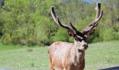 Tocht Stappen Le Buisson - Gite de Sagnebesse - loups du Gevaudan - Photo 1