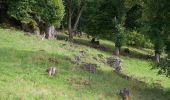 Tour Zu Fuß Velburg - Jurasteig König-Otto-Schlaufe - Photo 4