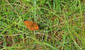 Trail Walking Fontainebleau - moret 5723 - Photo 2