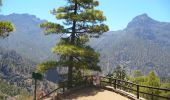 Tocht Te voet El Paso - Wikiloc - Caldera de taburiente Los Brecitos to Parking Barranco de las Angustias - Photo 16