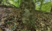 Trail On foot Walferdange - Auto-Pédestre Bereldange - Photo 10