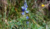 Tour Wandern Collobrières - SityTrail - chapelle st guillaume  - Photo 18