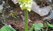 Excursión Senderismo Gresse-en-Vercors - Le tour du palais - Photo 7