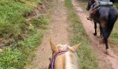 Trail Horseback riding Cirey-sur-Vezouze - Cirey-sur-Vezouze direction turquestein  - Photo 6