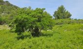 Percorso Marcia Ollioules - Gros Cerveau - Ollioules - Photo 20