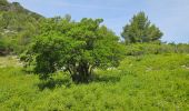 Excursión Senderismo Ollioules - Gros Cerveau - Ollioules - Photo 20