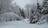 Trail Nordic walking Saint-Hubert - Balade hivernale dans les bois de Vesqueville - Photo 1