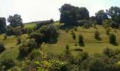 Trail On foot Theux - 35. Le sentier de l'Ourlaine - Photo 4