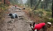 Tocht Stappen Vagney - Cascade de la Pissoire - Haut du Tôt  - Photo 20