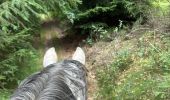Trail Horseback riding Habay - Forêt de Rulles - Photo 9