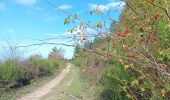 Percorso Marcia L'Albère - ullat - san-cristau / retour par la piste  - Photo 6