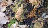 Trail Walking Dour - chaga  - Photo 19