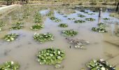 Randonnée Marche Unknown - Jardin des lotus Gungnamji Pond - Photo 12