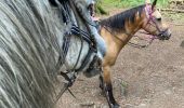 Trail Horseback riding Ban-sur-Meurthe-Clefcy - Reconnaissance chez Delphine fraize  - Photo 2