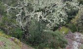 Randonnée Marche Mandelieu-la-Napoule - oppidum de Martin - Photo 1