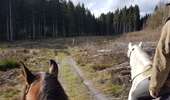 Trail Horseback riding Viroinval - Oignies grand tour - Photo 3