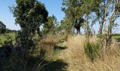 Tour Wandern Saint-Chély-d'Aubrac - Compostelle / Chemin du Puy : de Aubrac à Bonneval - Photo 4