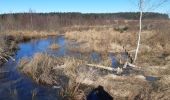 Tocht Stappen Manhay - plateau des tailles depuis Odeigne  - Photo 10