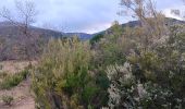 Tocht Stappen Laroque-des-Albères - autour de LAROQUE  - Photo 20