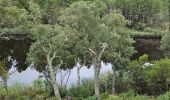 Tour Wandern Pierrefeu-du-Var - Circuit dans les maures - Photo 4