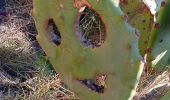 Trail Walking Port-Vendres - paullile - Cap bear via la mer retour via les vignes  - Photo 17