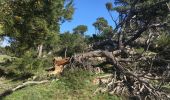 Tour Wandern Gruissan - Gruissan - Tour de l'île Saint Martin par l'Ayrolle - Photo 18