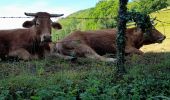 Tour Wandern Estaing - live Estaing - Golinhac - Photo 3