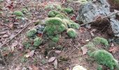 Trail Walking Trois-Ponts - brume 2 - Photo 6