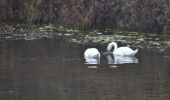 Tour Wandern Oupeye - 20211216 - Balade ornithologique - Trilogiport - Photo 20