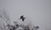 Tocht Stappen Oupeye - 20230119 - Balade ornithologique - Hermalle 4.9 Km - Photo 8