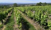 Randonnée Marche Chasselay - Le bois Chatelard - Photo 14