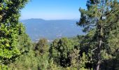 Trail Walking Moca-Croce - mont San petru - Photo 8