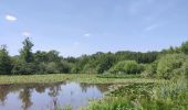 Percorso Marcia Genk - Promenade vers la piste dans l'eau, dans le magnifique domaine de Bokrijk  - Photo 16