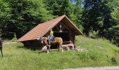 Trail Horseback riding Lutzelhouse - 2021-07-18 Journée Le petit Wisches Le Noll - Photo 3