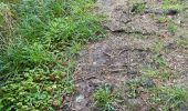 Trail Walking Bassenge - Fort Eben-emael 11 Km  - Photo 6