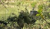 Trail Walking Anderlues - BE-Anderlues - Le Bois du Baron - Tour des Etangs - Photo 3