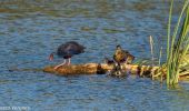 Tocht Te voet Almancil - PP Ria Formosa - Photo 4