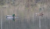 Tour Wandern Oupeye - 20211216 - Balade ornithologique - Trilogiport - Photo 10